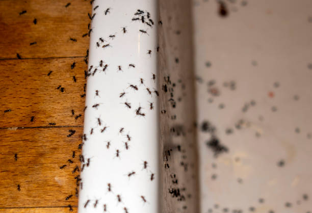 Best Flea Control Services  in Purdy, MO